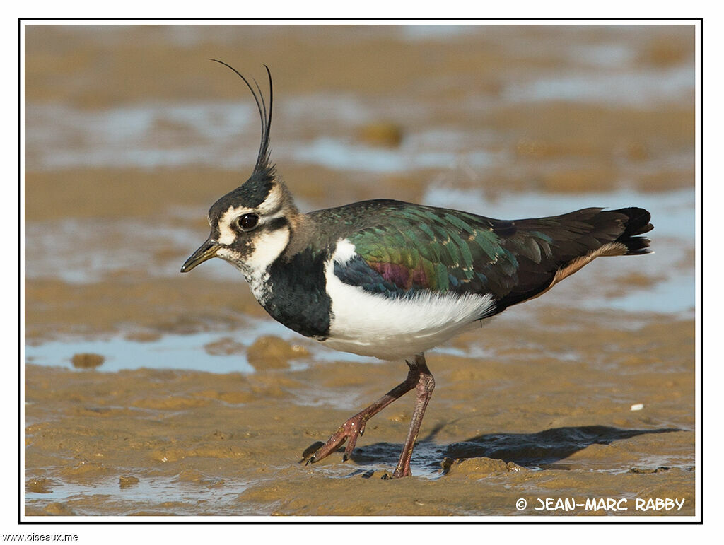 Vanneau huppé, identification