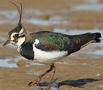 Northern Lapwing