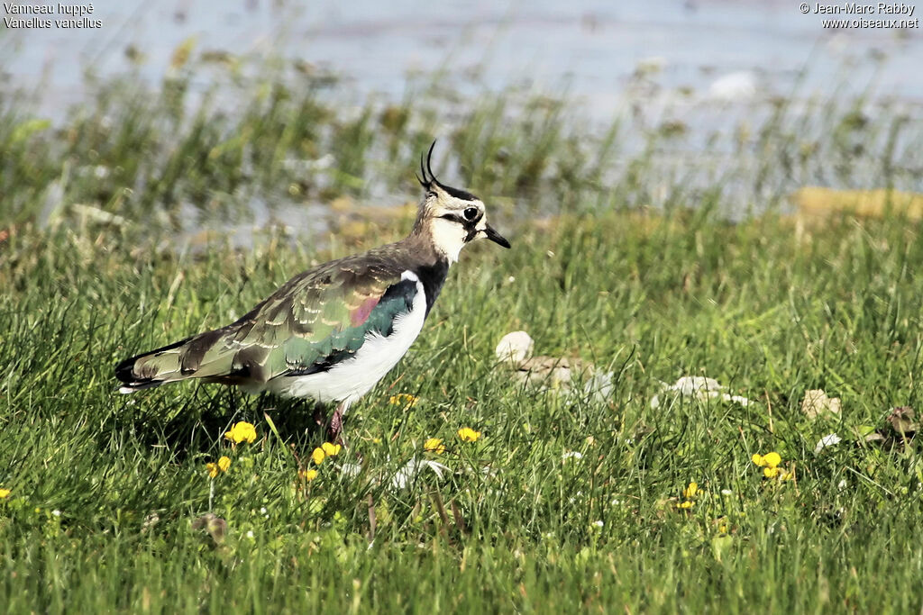 Vanneau huppé, identification