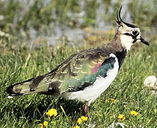 Northern Lapwing