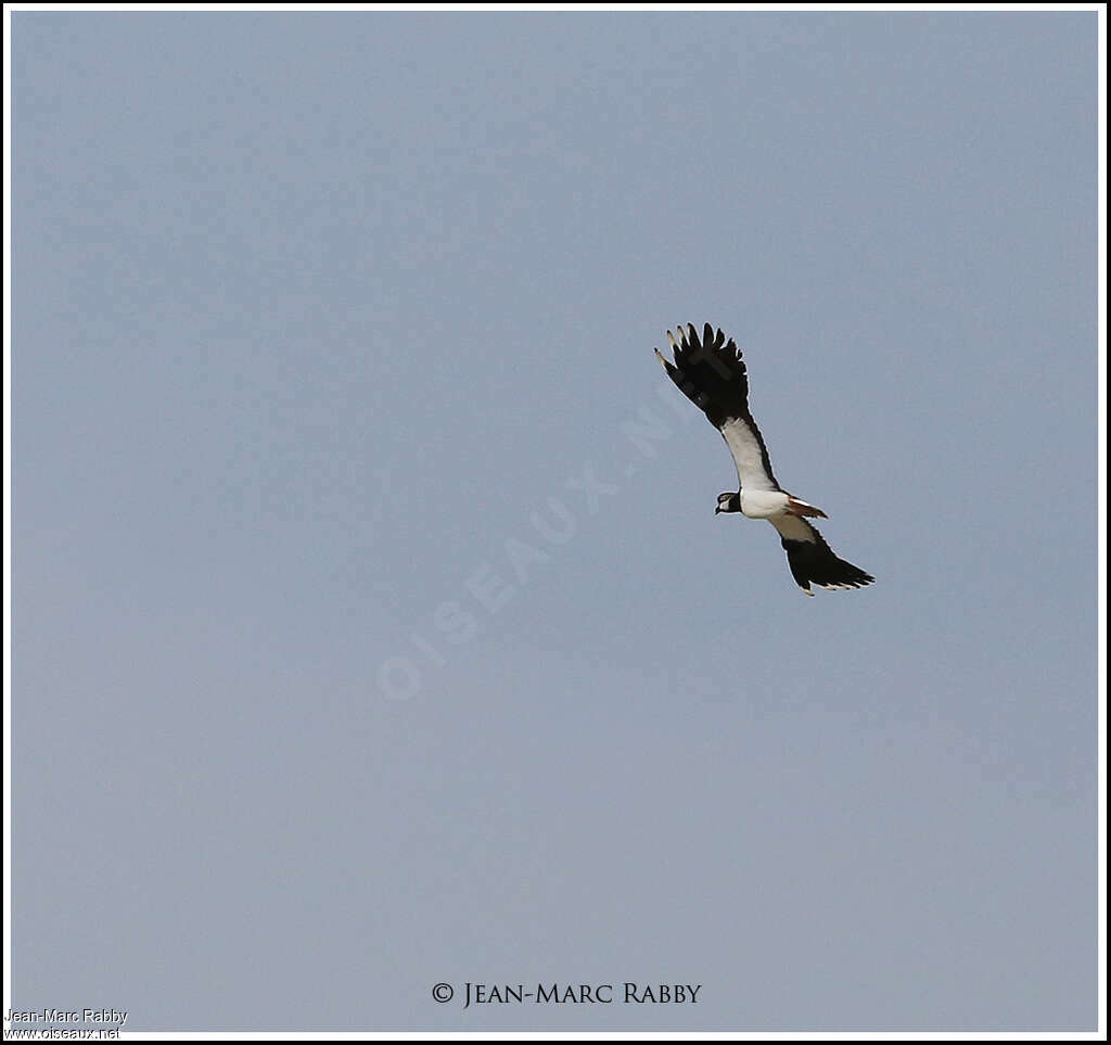 Northern Lapwingadult, Flight