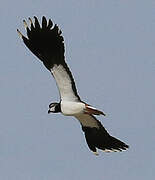 Northern Lapwing