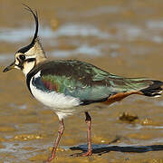 Northern Lapwing