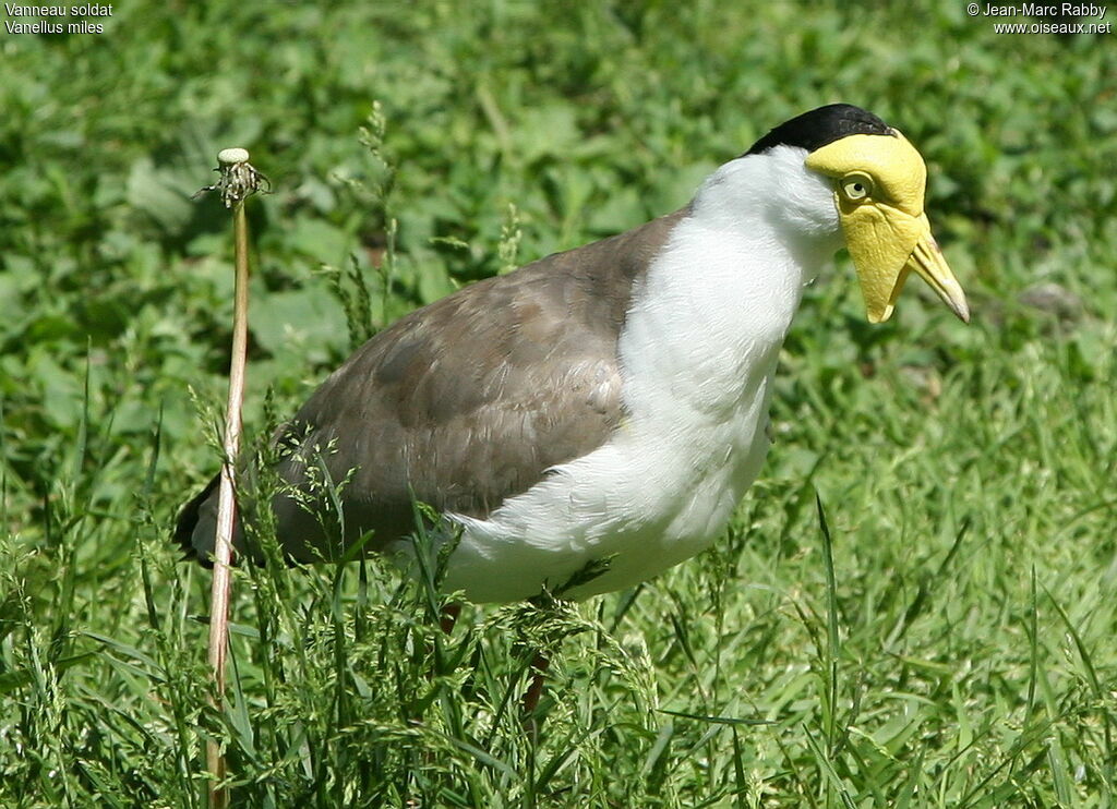 Masked Lapwing, identification