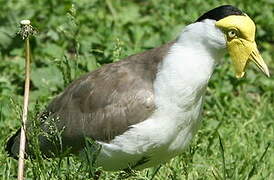 Masked Lapwing