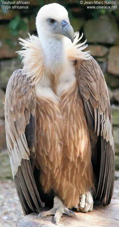 White-backed Vulture, identification
