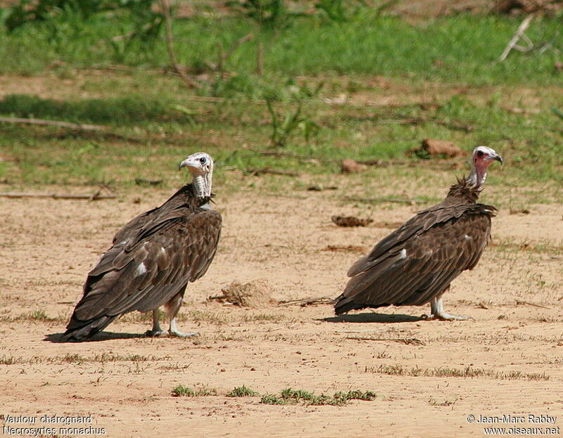 Hooded Vulture, identification