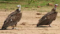 Vautour charognard