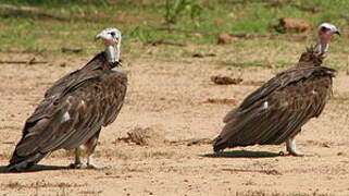 Hooded Vulture