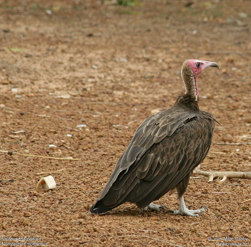 Vautour charognard, identification