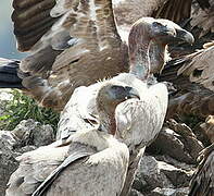 Griffon Vulture