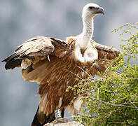 Griffon Vulture