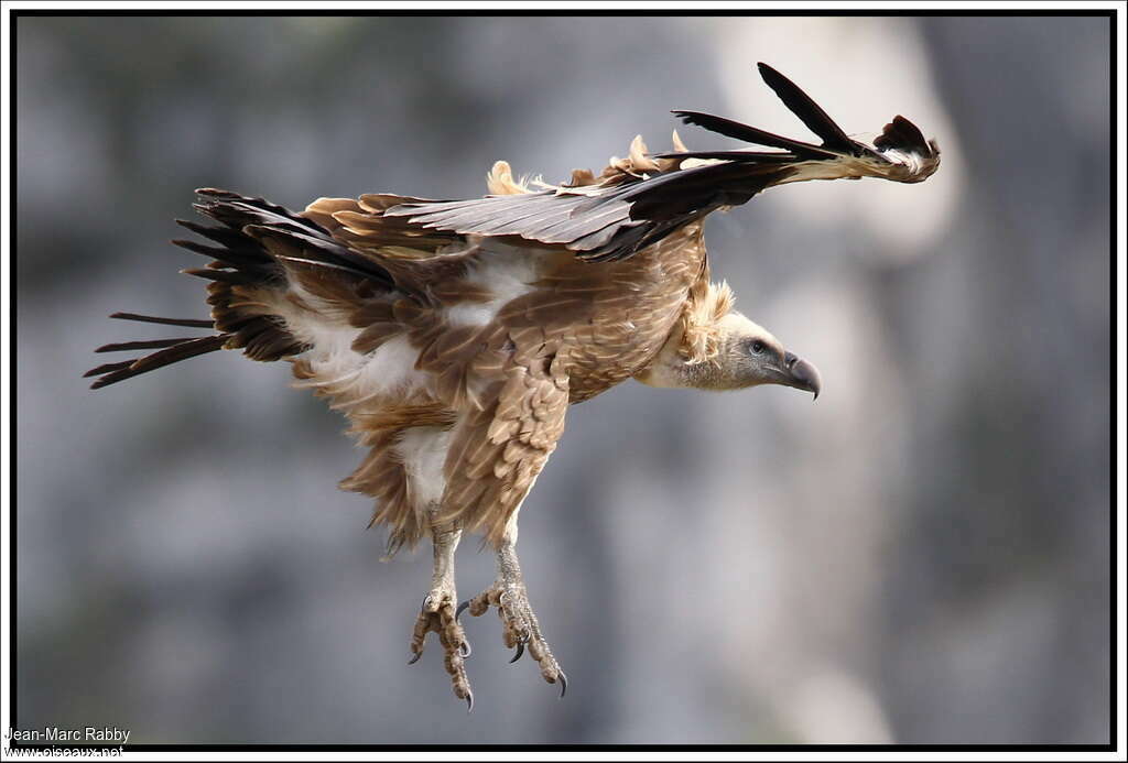 Griffon Vultureimmature, Flight