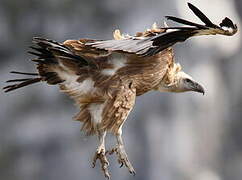 Griffon Vulture