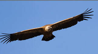 Griffon Vulture