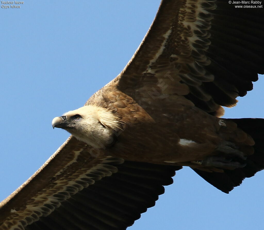 Vautour fauve, Vol