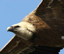 Griffon Vulture