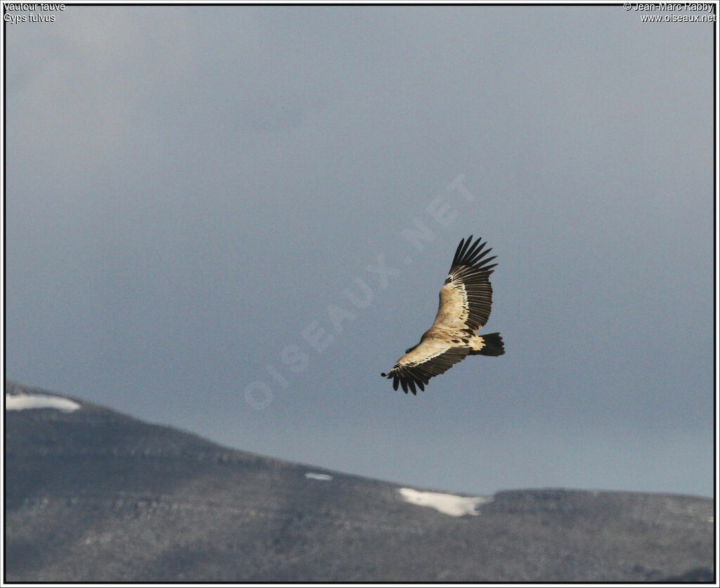 Griffon Vulture, Flight