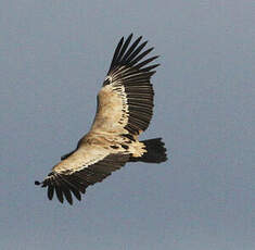 Vautour fauve