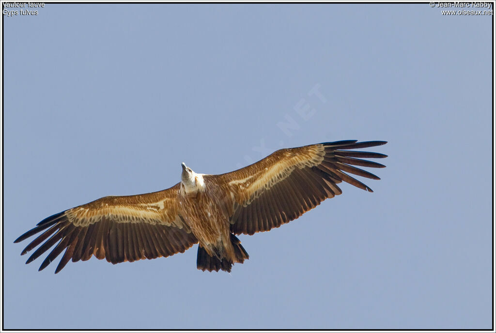 Griffon Vulture, Flight