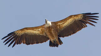 Griffon Vulture