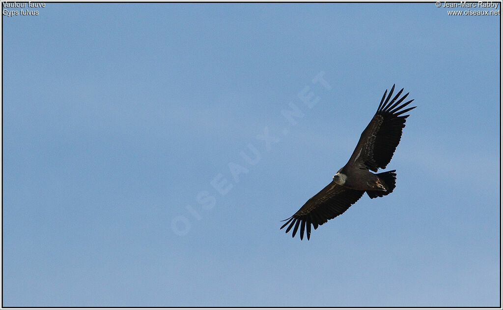 Vautour fauve, Vol