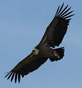 Griffon Vulture