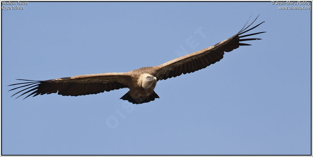 Griffon Vulture, Flight