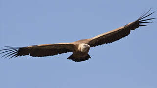 Griffon Vulture