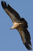 Griffon Vulture