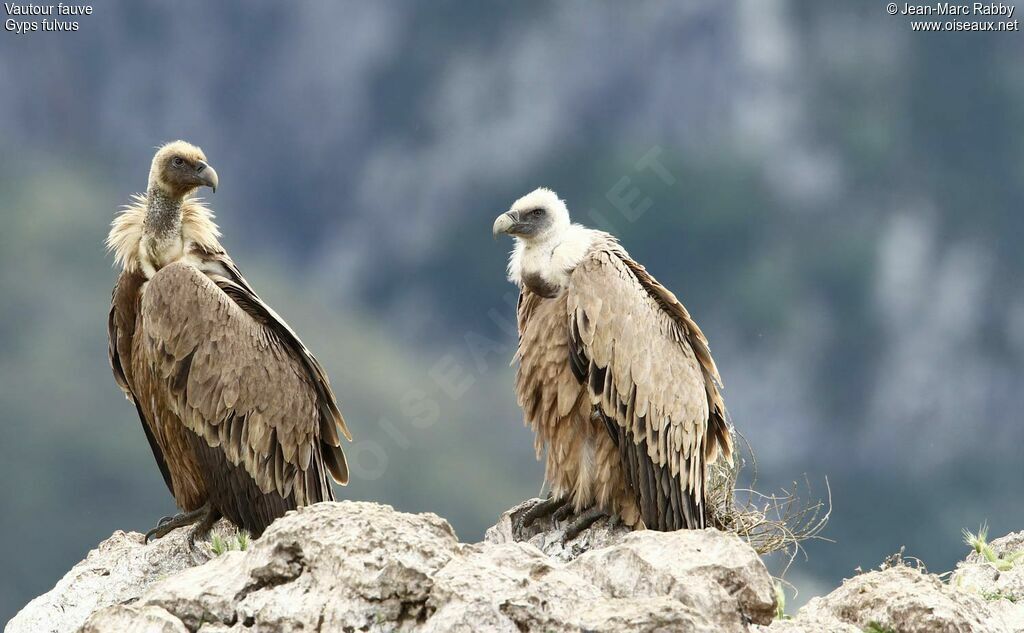 Griffon Vultureadult, identification