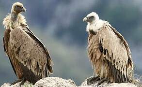 Griffon Vulture