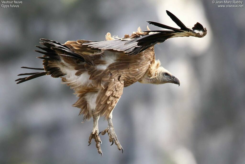 Griffon Vulture, Flight