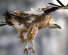 Griffon Vulture