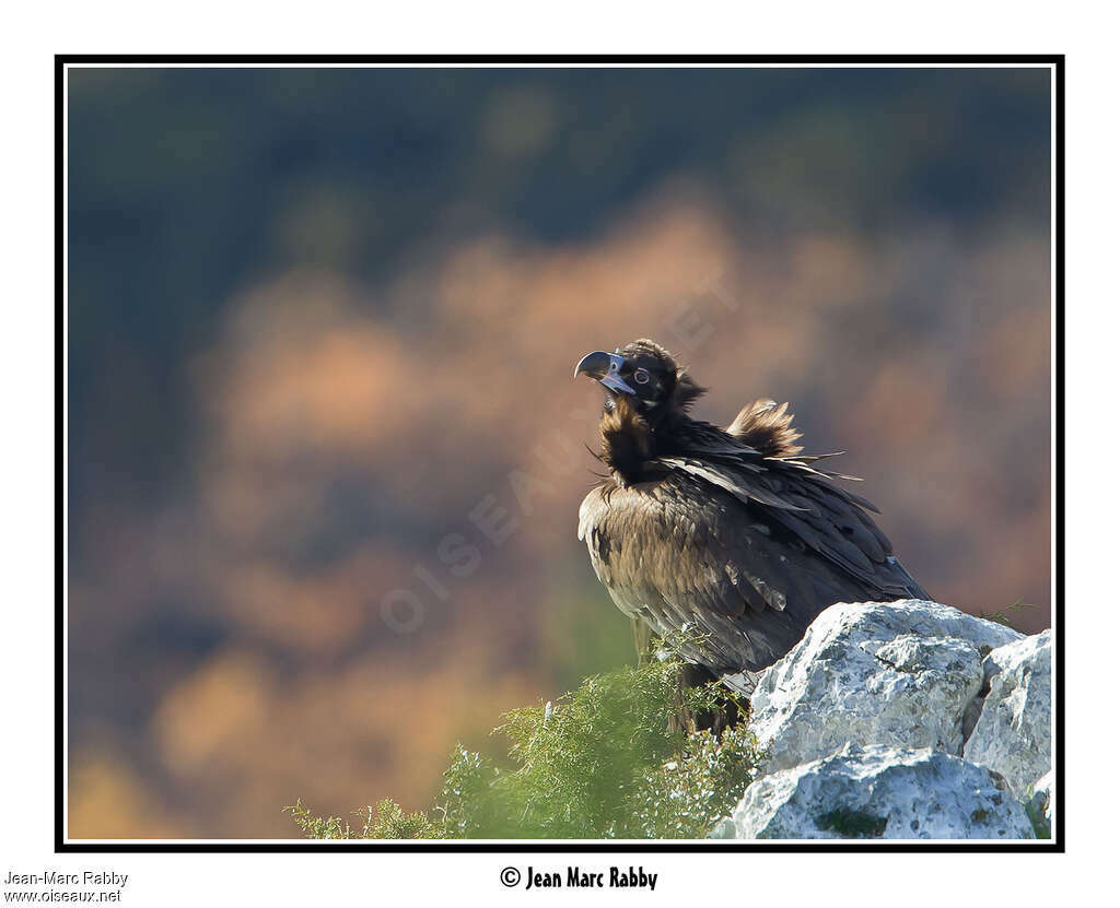 Cinereous Vultureadult, Behaviour