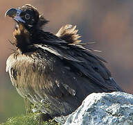 Cinereous Vulture