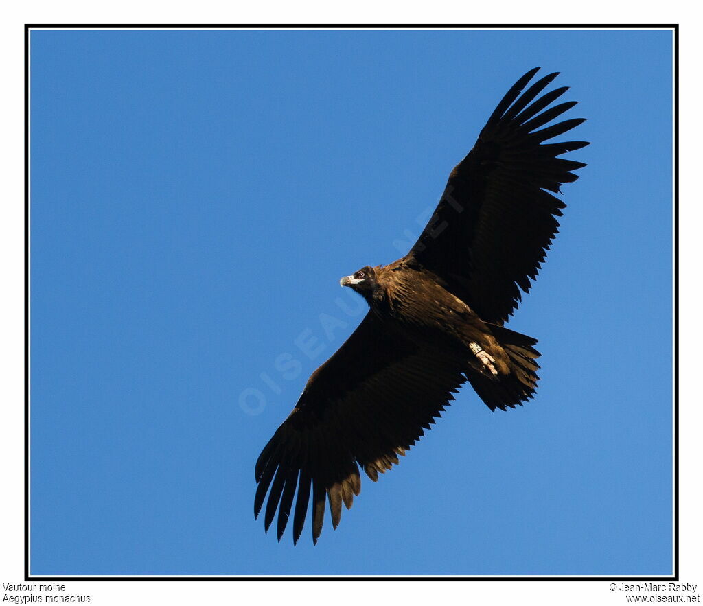 Vautour moine, Vol