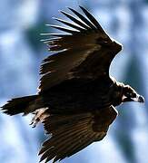 Cinereous Vulture