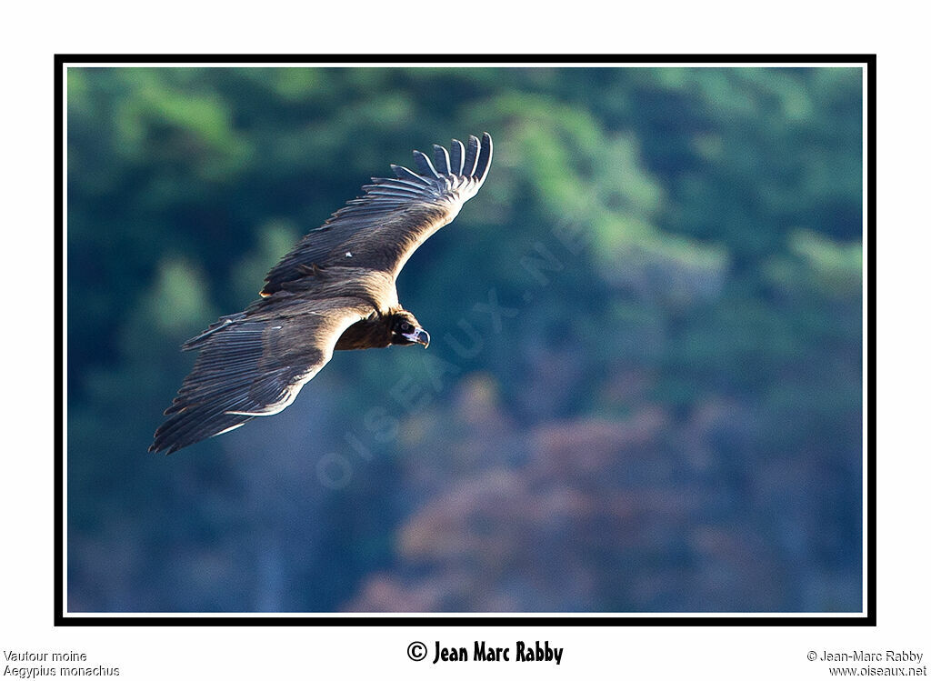 Cinereous Vulture, Flight