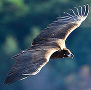 Cinereous Vulture