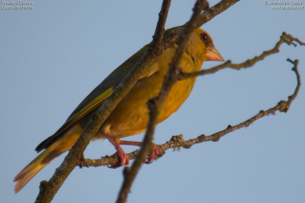 Verdier d'Europe, identification