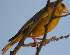 European Greenfinch