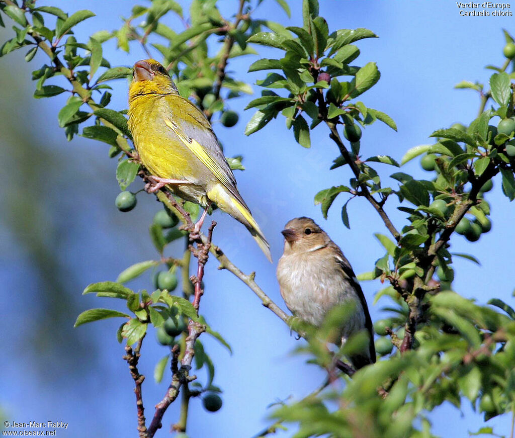 European Greenfinch, identification