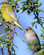 European Greenfinch