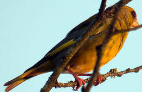 European Greenfinch