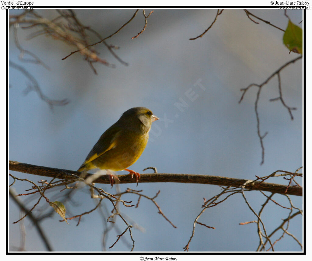 European Greenfinch, identification