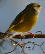 European Greenfinch