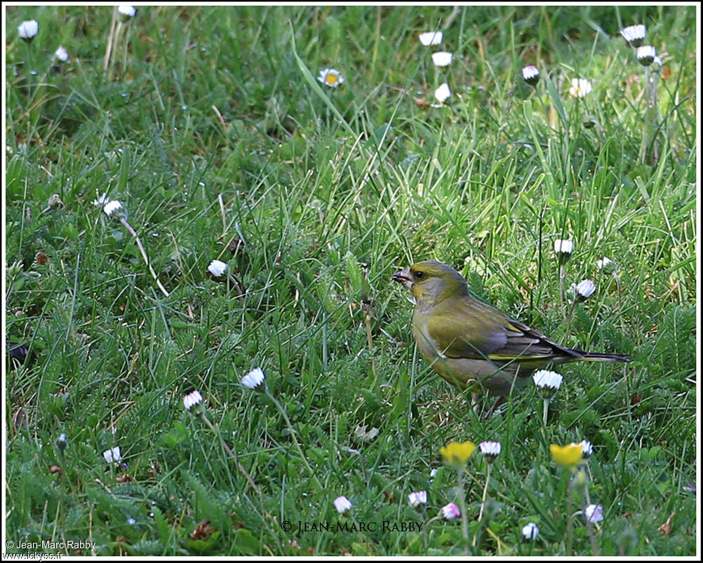 Verdier d'Europe, identification