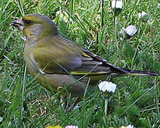 European Greenfinch