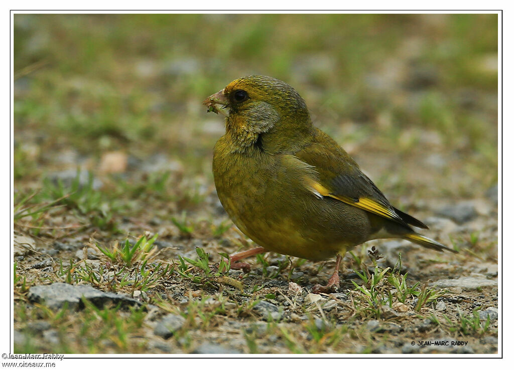 European Greenfinch, identification